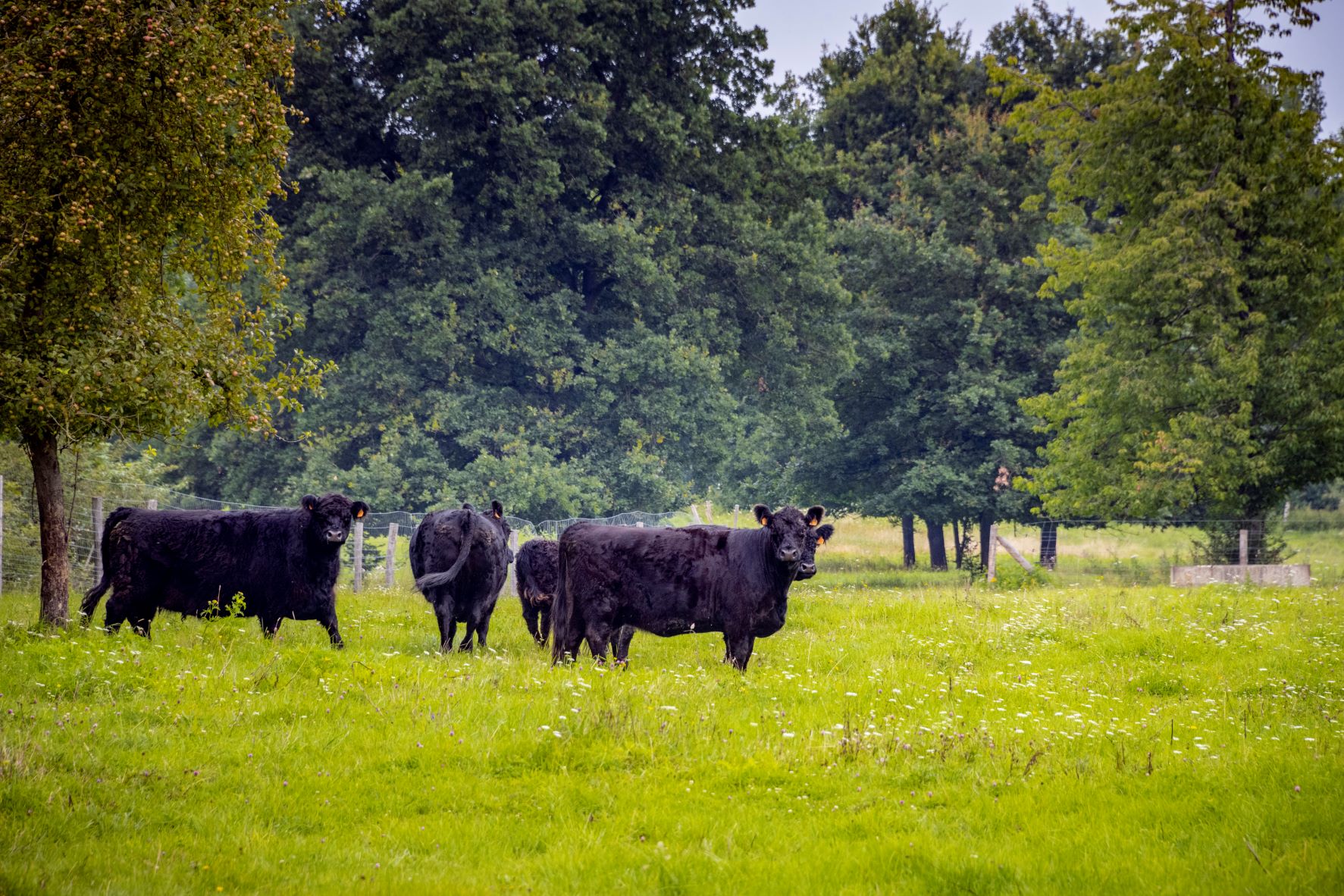 grazende runderen in Provinciedomein Het Vinne Zoutleeuw