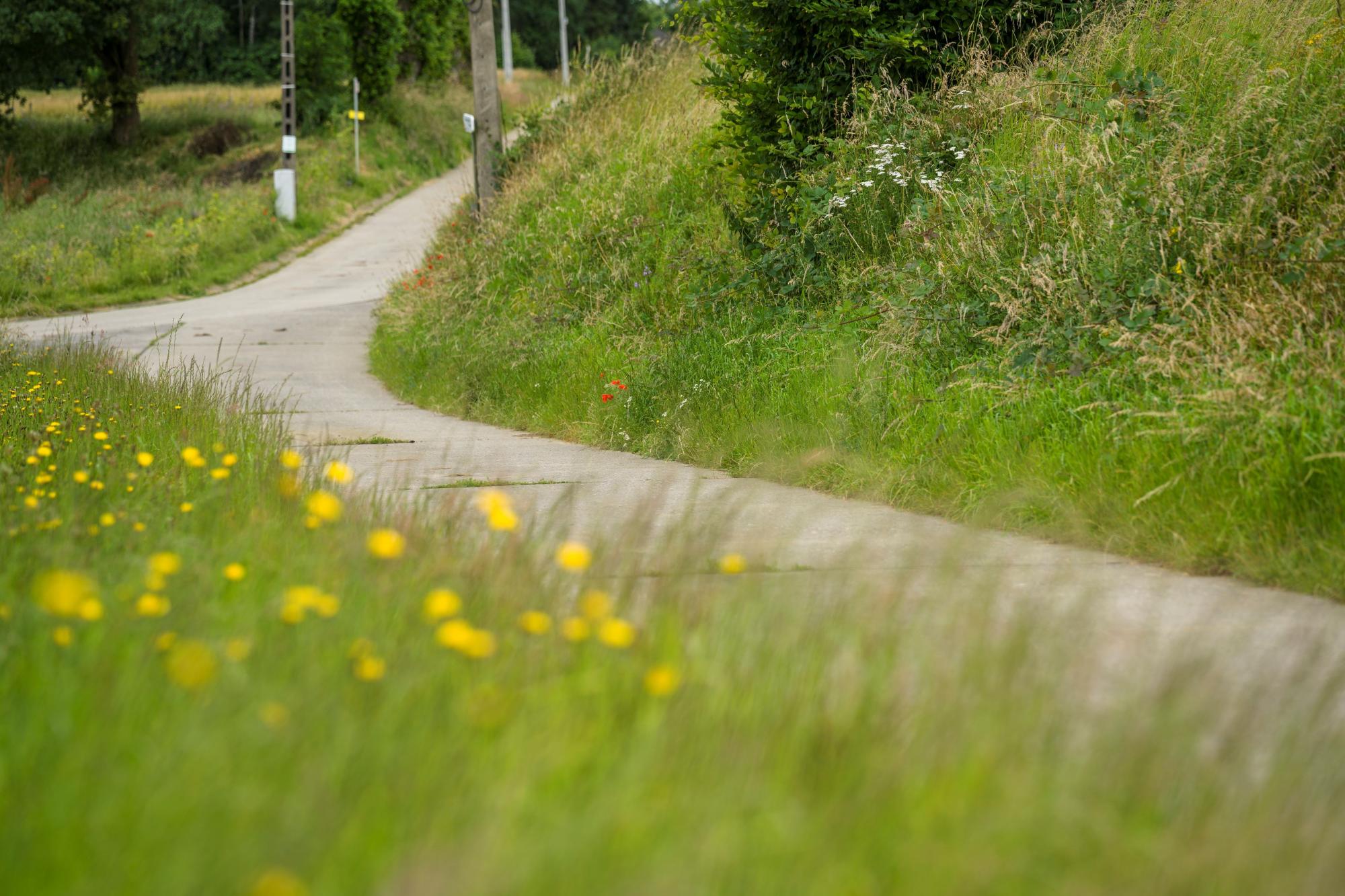 Bloemrijke bermen in Kortenaken