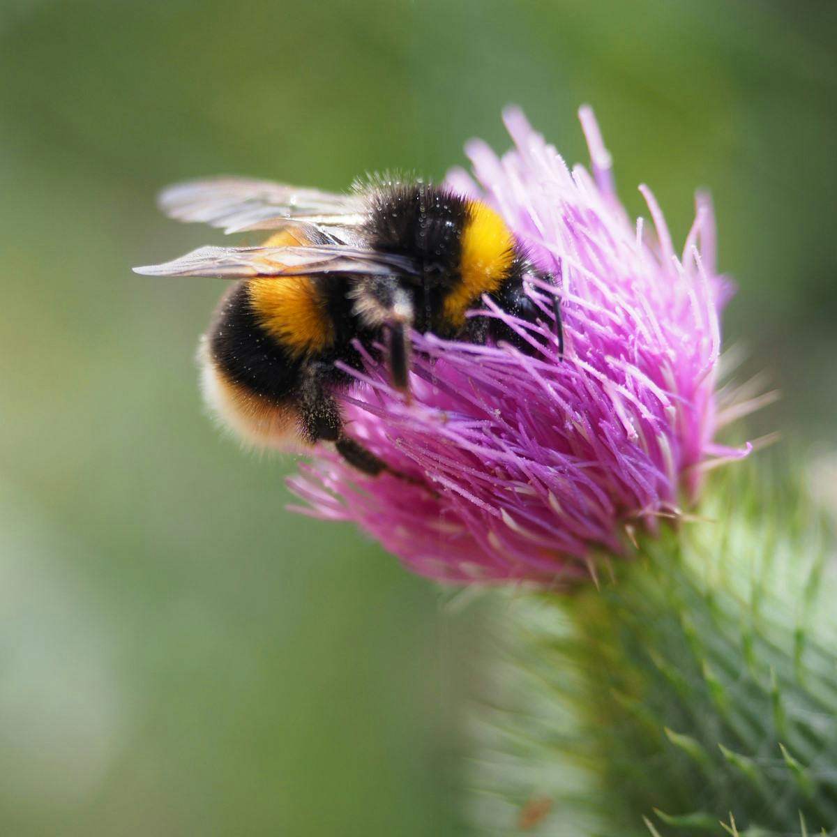Hommel op distelbloem Hommel op distelbloem