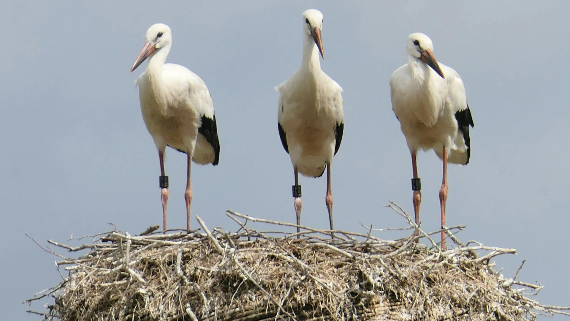 Ooievaars op nest Ooievaars op nest