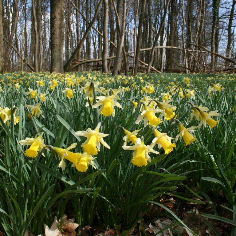 narcissen in bloei narcissen in bloei